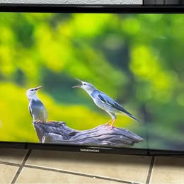 Smart TV Daewoo 32” Roku – Usada
